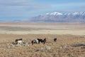 Herd of Wild Horses in the Utah Desert in Winter Royalty Free Stock Photo