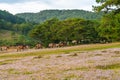 Herd of wild horses walking on pink grass pasture