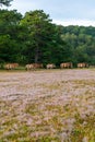 Herd of wild horses wandering on beautiful pink grass field