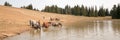 Herd of wild horses at watering hole in the Pryor Mountains Wild Horse Range in the states of Wyoming and Montana Royalty Free Stock Photo