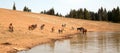 Herd of wild horses at watering hole in the Pryor Mountains Wild Horse Range in the states of Wyoming and Montana Royalty Free Stock Photo