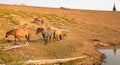 Herd of wild horses at watering hole in the Pryor Mountains Wild Horse Range in the states of Wyoming and Montana Royalty Free Stock Photo