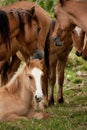 A herd of wild horses with a young horse sitting in Tonga Royalty Free Stock Photo