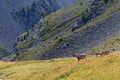 Herd of wild ibex in Belledonne mountain range Royalty Free Stock Photo