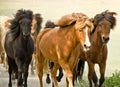 A herd of wild icelandic horses are galopping directly in the direction of the camera