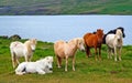 Herd wild icelandic horses on green meadow at lake in idyllic landscape - Iceland