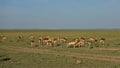 A herd of wild impala antelopes graze in the African savanna Royalty Free Stock Photo