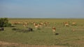 A herd of wild impala antelopes graze peacefully on the green grass. Royalty Free Stock Photo