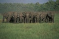 Herd of Wild Indian Elephants