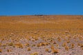 Herd of wild llamas guanaco at Altiplano