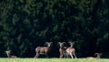 A Herd of Wild Mouflons ( Ovis Gmelini ) Royalty Free Stock Photo