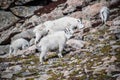 Herd of wild mountain goats in Rocky Mountains of Colorado Royalty Free Stock Photo
