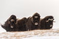 Herd of wild muskox