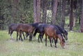 Herd of Wild Mustang Horses Grazing in Forest