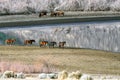 Wild Mustang Horses waling along Little Washoe Lake in Northern Nevada near Reno.