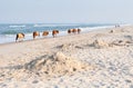 A herd of wild ponies along the shore at Assateague Island Royalty Free Stock Photo