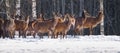 Herd of wild Red deer in winter forest. wildlife, Protection of Nature. Raising deer in their natural environment. Royalty Free Stock Photo