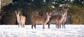 Herd of wild Red deer in winter forest. wildlife, Protection of Nature. Raising deer in their natural environment. Royalty Free Stock Photo
