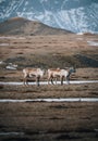 Herd of wild reindeer in Iceland during winter looking at camera. Royalty Free Stock Photo