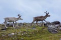 Herd of wild reindeer in the tundra of Knivskjellodden,  Norway Royalty Free Stock Photo