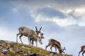 Herd of wild reindeer in the tundra of Knivskjellodden,  Norway Royalty Free Stock Photo
