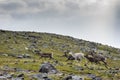 Herd of wild reindeer in the tundra of Knivskjellodden,  Norway Royalty Free Stock Photo