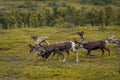 Herd of  wild reindeer in the tundra of Norway Royalty Free Stock Photo