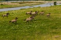 A herd of wild running koninck horses near the river Meuse in Limburg, the Netherland Royalty Free Stock Photo