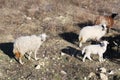 Herd of wild sheep ram in mountains of Croatia. Royalty Free Stock Photo