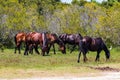 Herd of Wild Spanish Mustangs on the Outer Banks Royalty Free Stock Photo