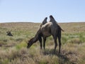 Two-humped camels Royalty Free Stock Photo