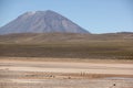 A herd of wild Vicuna is grazing Royalty Free Stock Photo