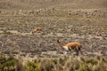 A herd of wild Vicuna is grazing