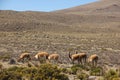 A herd of wild Vicuna is grazing