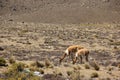 A herd of wild Vicuna is grazing Royalty Free Stock Photo