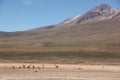 A herd of wild Vicuna is grazing Royalty Free Stock Photo