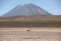 A herd of wild Vicuna is grazing