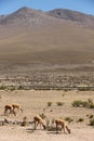 A herd of wild Vicuna is grazing Royalty Free Stock Photo