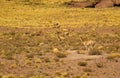 Herd of Wild Vicunas Grazing on the Arid Desert of Los Flamencos National Reserve in Antofagasta Region of Northern Chile Royalty Free Stock Photo