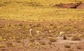 Herd of Wild Vicunas Grazing on the Arid Desert of Los Flamencos National Reserve in Antofagasta Region of Northern Chile