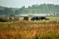 Herd of wild wisent grazing in the meadow in the reserve of the Belovezhskaya Pushcha