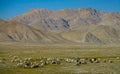 A herd of wild yaks grazes in the spectacular plains of Tibet on a sunny day. Royalty Free Stock Photo