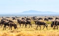 Herd of wildebeast Royalty Free Stock Photo