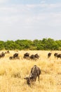 A herd of wildebeest against a background of coppice. Masai Mara, Kenya