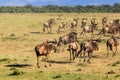 Herd of wildebeest in begin of crossing. Mara river. Kenya, Africa Royalty Free Stock Photo
