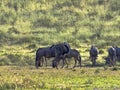 Herd Wildebeest, Connochaetes t.taurinus,, Kalahari South Africa