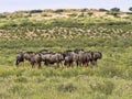 Herd Wildebeest, Connochaetes t.taurinus,, Kalahari South Africa