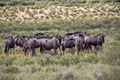 Herd Wildebeest, Connochaetes t.taurinus,, Kalahari South Africa