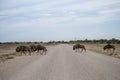 Herd of Wildebeest crossing gravel road near urbanized area in Namibia Royalty Free Stock Photo