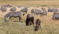 Herd of wildebeest and dazzle of zebra grazing in the tall grass of the Masai Mara during the wildbeest migration